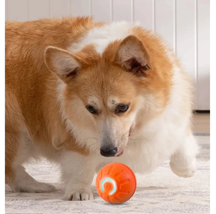 Pelota interactiva naranja frente a un perro